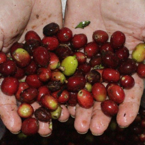 Brayan-Alvear Cherries